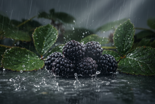 Load image into Gallery viewer, juicy blackberries in wet environment
