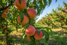 Load image into Gallery viewer, juicy peaches in an orchard
